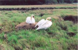 A mute swan nest. Image