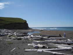 A log-strewn beach on Kodiak Island. Image