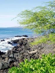 A rocky lava shoreline. Image