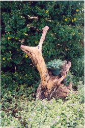 Large piece of driftwood adorned with flowerpots in a Patuxent River area garden Image