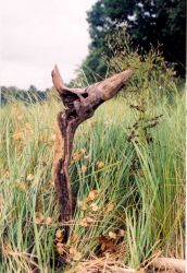 Driftwood adrift in a sea of grass. Image