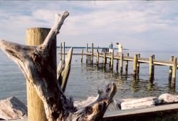 Driftwood and a Patuxent River pier. Image