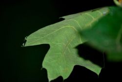 Dew drops on an oak leaf. Image