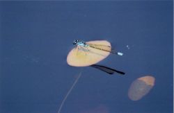 Damselfly resting on a lily pad. Image