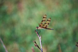 Dragonfly. Image