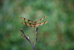 Dragonfly. Image