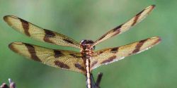 Dragonfly Image