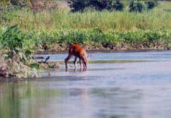 Deer having a morning drink Image