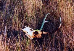 Deer skull in a marsh Image