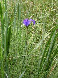 Swamp iris Image