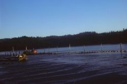 Low tide with mud flats and tidal channels in foreground Image