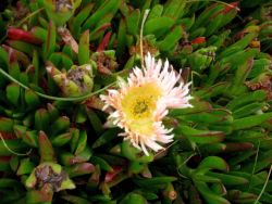 Yellow iceplant flower (Carpobrotus edulis) Image