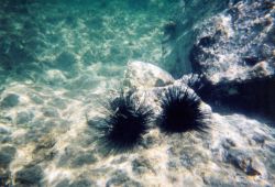 Snorkeling views. Image