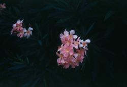 Tropical flowers. Image