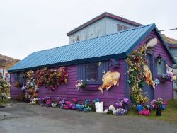 Cheering color in what can be a drab and gray landscape in the Aleutian winter. Image