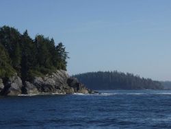 Evergreens coming almost to the sea on the shores of Kodiak Island. Image