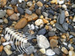 A cobble beach at Nome. Image