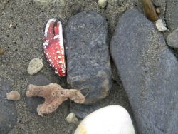 Sponge, crab claw and cobbles on the beach at Nome. Image