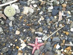 Sea urchin shell and dead starfish amidst cobbles on the Nome beach. Image
