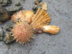 A live sea urchin and sea shells on a mud and pebble Image