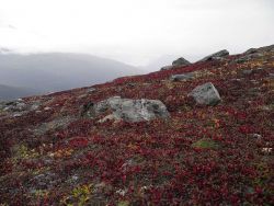 Fall colors on Thompson Pass. Image