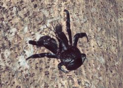 Coconut crab climbing tree Image