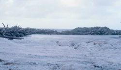 Clearing palm trees for construction of Majuro Airport Image