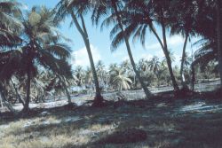 Coconut grove on Fanning Island. Image