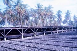 Copra drying sheds Image