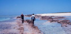 Coral rock reef-line on Laysan Island Image