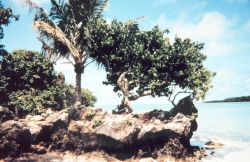 Coral rock shoreline Image