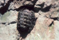 Chiton on rock in intertidal zone Image