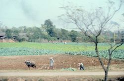 Chinese farmers at work in the countryside Image