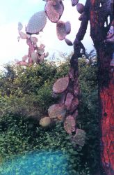 Large cactus plant Image