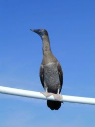 Closeup of a boobie. Image