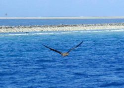 Clipperton Island, a classic atoll Image