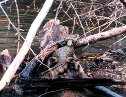 Cayman - Caiman crocodilus - along a river bank. Image