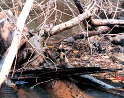 Cayman - Caiman crocodilus - along a river bank. Image