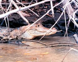 Cayman - Caiman crocodilus - along a river bank. Image