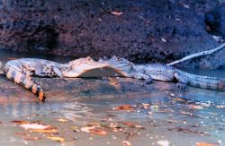 Cayman - Caiman crocodilus - along a river bank. Image