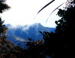 Costa Rican rain forest. Image