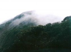 Costa Rican rain forest. Image