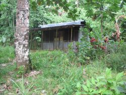 Corrugated iron hut on outer island in Chuuk Lagoon. Image