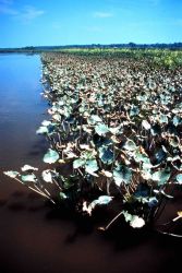 Chesapeake Bay - Maryland National Estuarine Research Reserve. Image