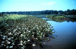 Chesapeake Bay - Maryland National Estuarine Research Reserve. Image