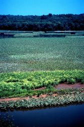 Chesapeake Bay - Maryland National Estuarine Research Reserve. Image