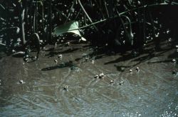 Chesapeake Bay Virginia National Estuarine Research Reserve Image