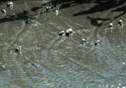 Chesapeake Bay Virginia National Estuarine Research Reserve Image