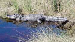 Mission-Aransas National Estuarine Research Reserve. Image