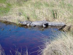 Mission-Aransas National Estuarine Research Reserve. Image